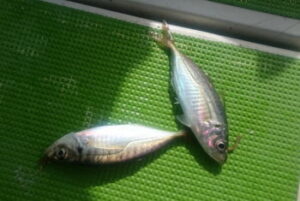 ビシアジロッドのおすすめ！代用できるのは？