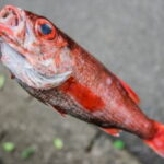 アカムツ釣りの仕掛けと釣り方 エサ