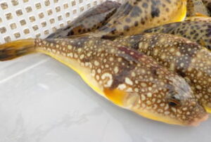 湾フグロッドのおすすめ!代用できるのは?