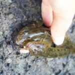 【ハゼ釣り】千葉のポイントのおすすめ