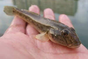 【ハゼ釣り】大阪・淀川のポイントのおすすめ
