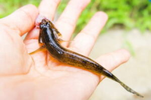 【ハゼ釣り】愛知のポイントのおすすめ