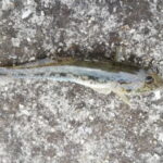 【ハゼ釣り】神奈川のポイントのおすすめ