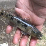 ウロハゼ釣りの仕掛けと釣り方