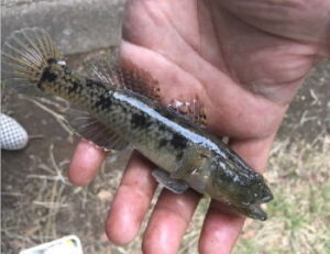 ウロハゼ釣りの仕掛けと釣り方