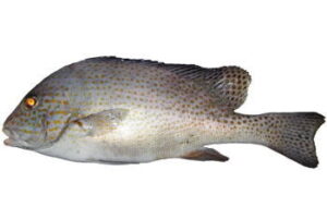 コロダイ釣りの時期と時間帯