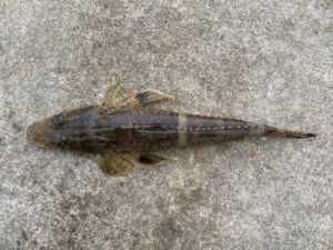 マゴチのハゼ仕掛けと釣り方【泳がせ】