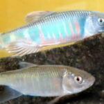 オイカワ釣りの時期と時間帯