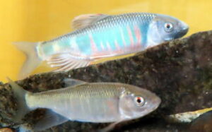 オイカワ釣りの時期と時間帯