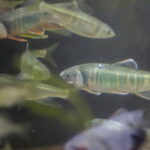 オイカワのウキ釣り仕掛けと釣り方・エサ