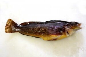 アイナメのブラクリ釣り!船での仕掛けと釣り方は?