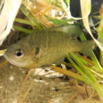 ブルーギル釣りの仕掛けと釣り方・エサ