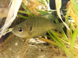 ブルーギル釣りの仕掛けと釣り方・エサ