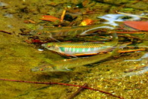 ハヤ釣りの仕掛けと釣り方・エサ