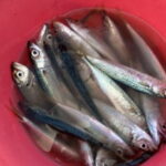 イワシ釣りのサビキ仕掛けと釣り方