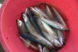 イワシ釣りのサビキ仕掛けと釣り方