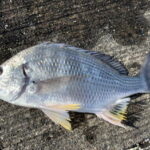 キビレのルアー釣り仕掛けと釣り方