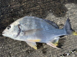 キビレのルアー釣り仕掛けと釣り方