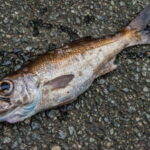 クロムツ釣りの時期と時間帯
