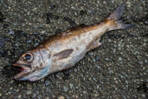 クロムツ釣りの時期と時間帯