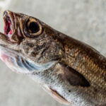 クロムツ釣りの仕掛けと釣り方