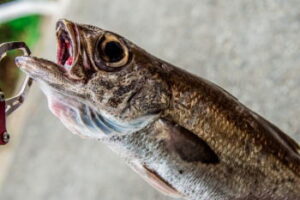 クロムツ釣りの仕掛けと釣り方
