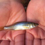 クチボソ釣りの仕掛けと釣り方・エサ