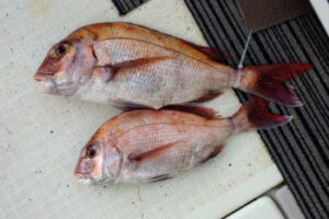 コマセ真鯛のリールのおすすめ!手巻きリールでもよい!?