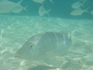 タマン釣りの仕掛けと釣り方・時期【ハマフエフキ】