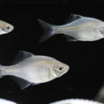 タナゴ釣りの仕掛けと釣り方・エサ