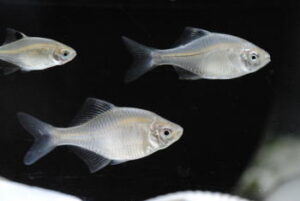 タナゴ釣りの仕掛けと釣り方・エサ