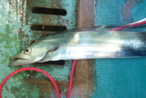 タチウオの天秤用リールのおすすめ