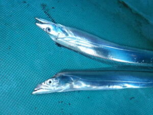 タチウオの天秤用ロッドのおすすめ