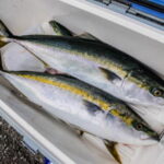 ワラサ竿のおすすめ【コマセ釣り用】