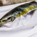 ワラサ用リールのおすすめ【コマセ釣り】
