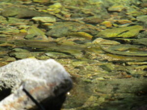 ハヤ釣りの時期