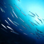 カマスをスピンテールジグで狙う!タックルと釣り方は?