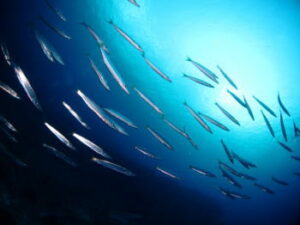 カマスをスピンテールジグで狙う!タックルと釣り方は?