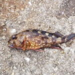 【カサゴの探り釣り】堤防での落とし込み釣り仕掛けと釣り方