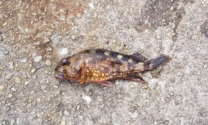 【カサゴの探り釣り】堤防での落とし込み釣り仕掛けと釣り方