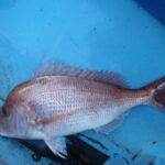 【タイラバ】ドテラ流しの釣り方