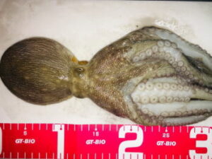 渡りタコとは？タックルと釣り方【船】