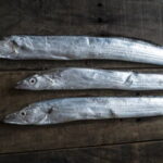タチウオの探り釣り【波止釣り】
