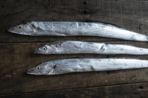 タチウオの探り釣り【波止釣り】