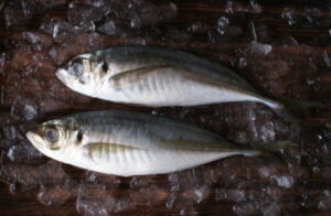 【デカアジ】アジング仕掛けと釣り方・時期