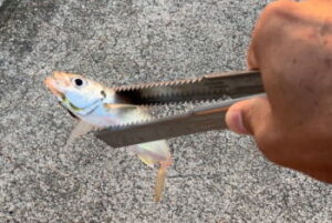 マイクロメタルジグ仕掛けとアクション【アジング】