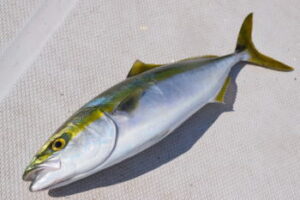 青物ジギングのタックルと釣り方