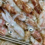 ヒイカ釣りの時期と時間帯