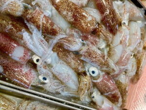 ヒイカ釣りの時期と時間帯