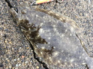 堤防ヒラメのルアー仕掛けと釣り方